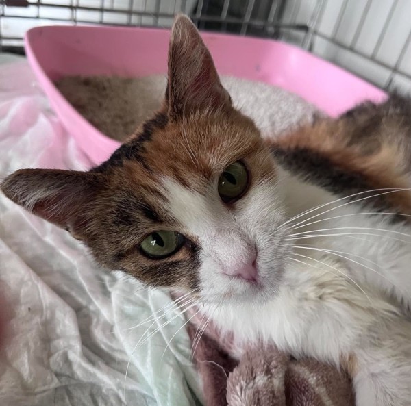 BIRDY is eagerly waiting for a home - your new loyal friend from the shelter
