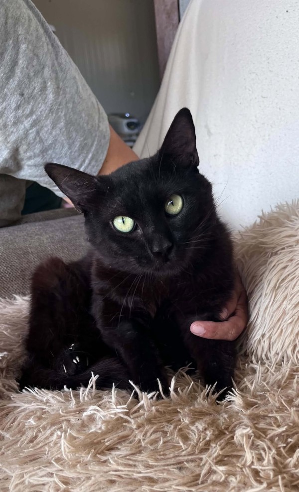 BARBOSSA is eagerly waiting for a home - your new loyal friend from the shelter