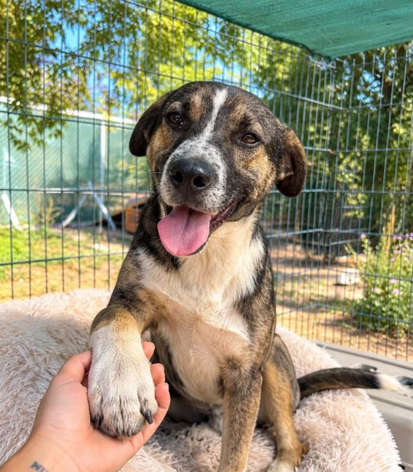 TOBE is eagerly waiting for a home - your new loyal friend from the shelter