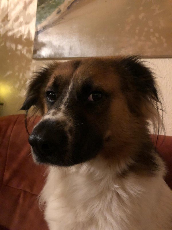 TOPCHO is eagerly waiting for a home - your new loyal friend from the shelter