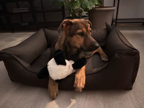FLORA is eagerly waiting for a home - your new loyal friend from the shelter