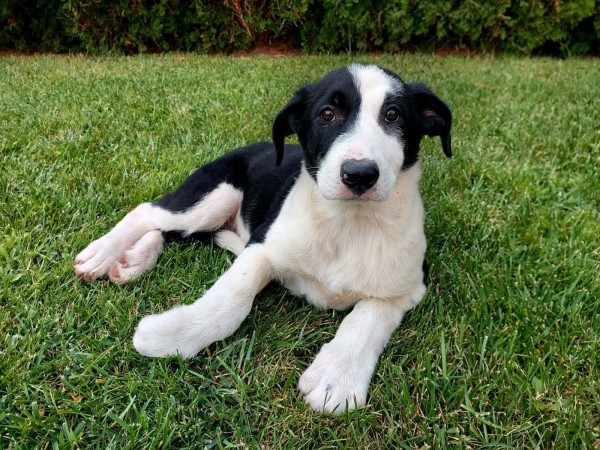 NAIDA is eagerly waiting for a home - your new loyal friend from the shelter