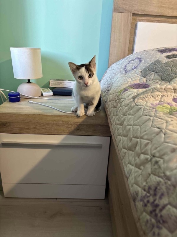TIMMY is eagerly waiting for a home - your new loyal friend from the shelter
