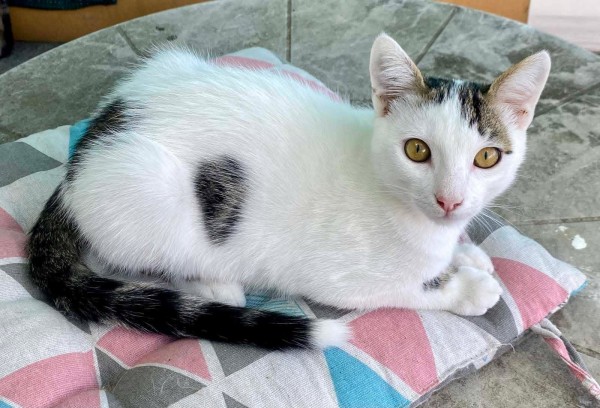 RAMOS is eagerly waiting for a home - your new loyal friend from the shelter