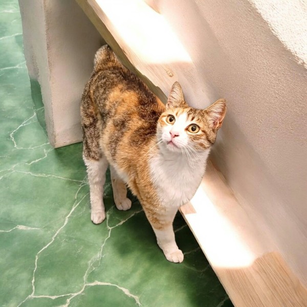 CATALINA is eagerly waiting for a home - your new loyal friend from the shelter