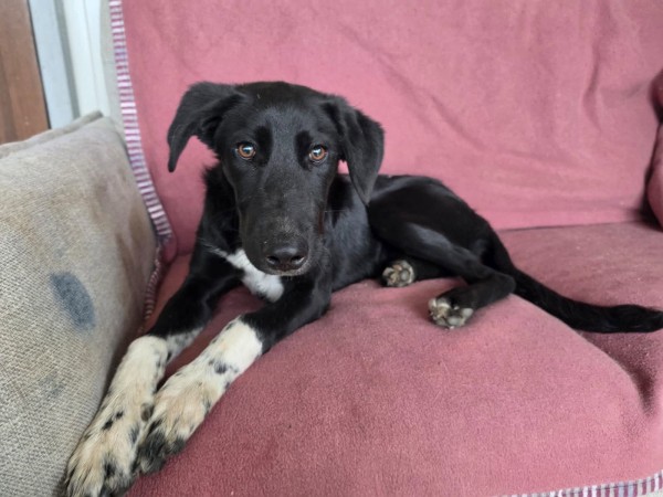 JULIA is eagerly waiting for a home - your new loyal friend from the shelter
