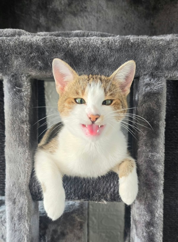 FELIA is eagerly waiting for a home - your new loyal friend from the shelter