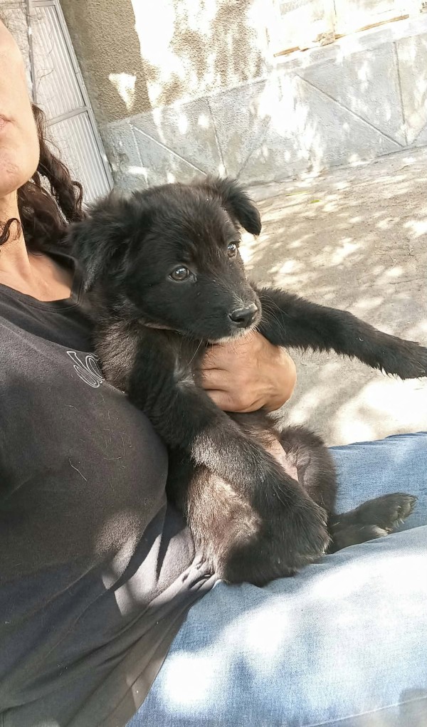 OBI is eagerly waiting for a home - your new loyal friend from the shelter