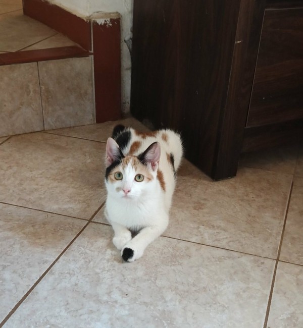 PEPITA is eagerly waiting for a home - your new loyal friend from the shelter