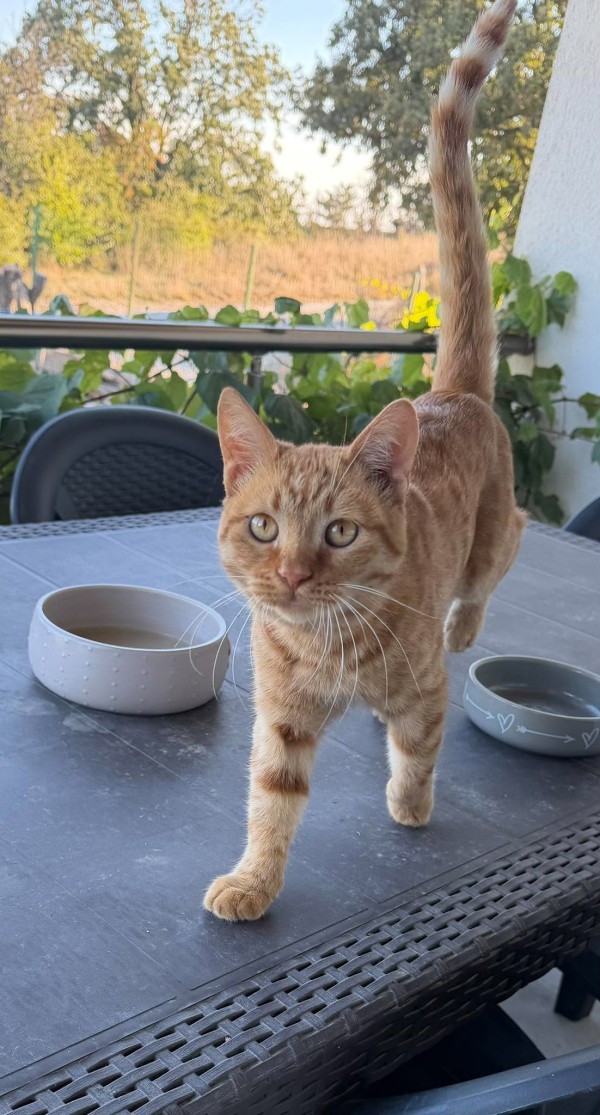 RAI is eagerly waiting for a home - your new loyal friend from the shelter
