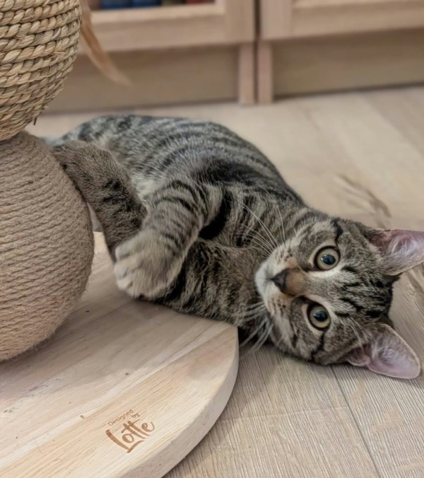 LOKE is eagerly waiting for a home - your new loyal friend from the shelter