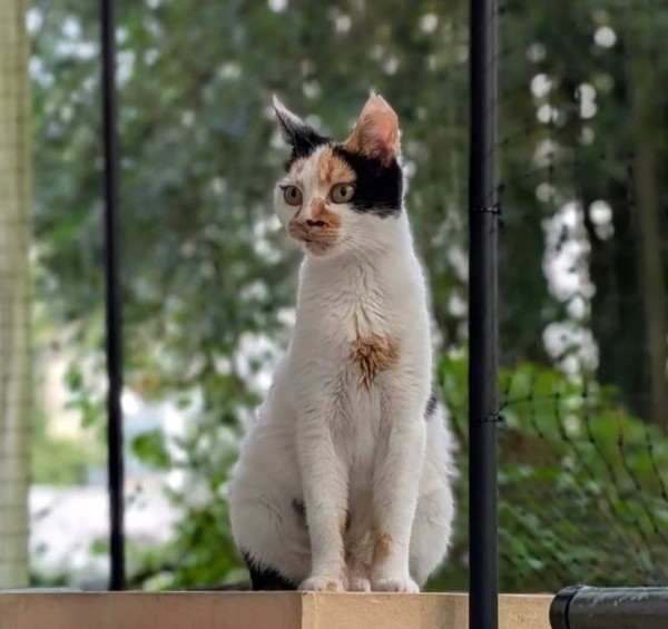 ALVA is eagerly waiting for a home - your new loyal friend from the shelter