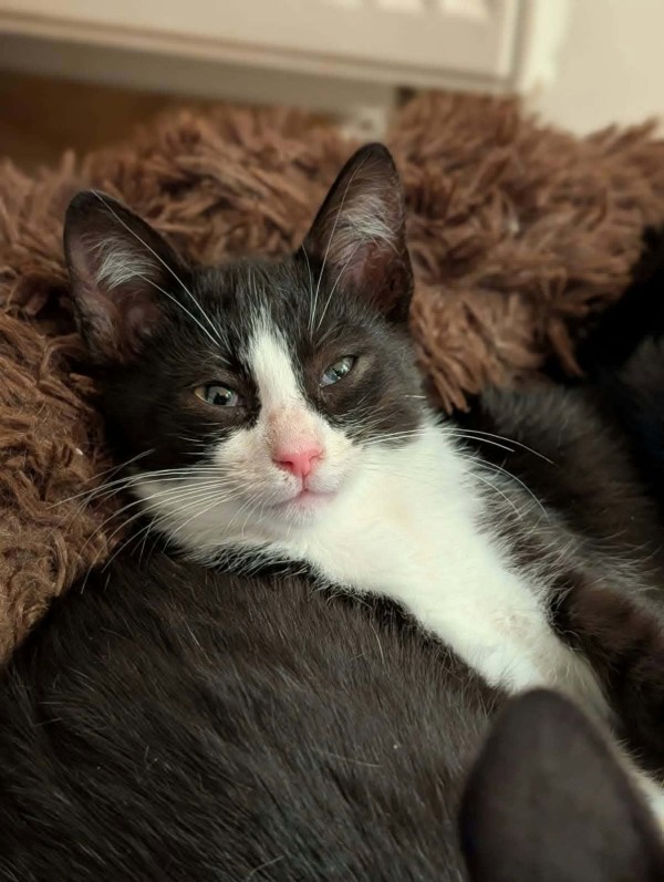 SINDRI is eagerly waiting for a home - your new loyal friend from the shelter