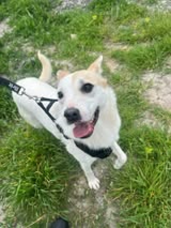 ALYASKA is eagerly waiting for a home - your new loyal friend from the shelter