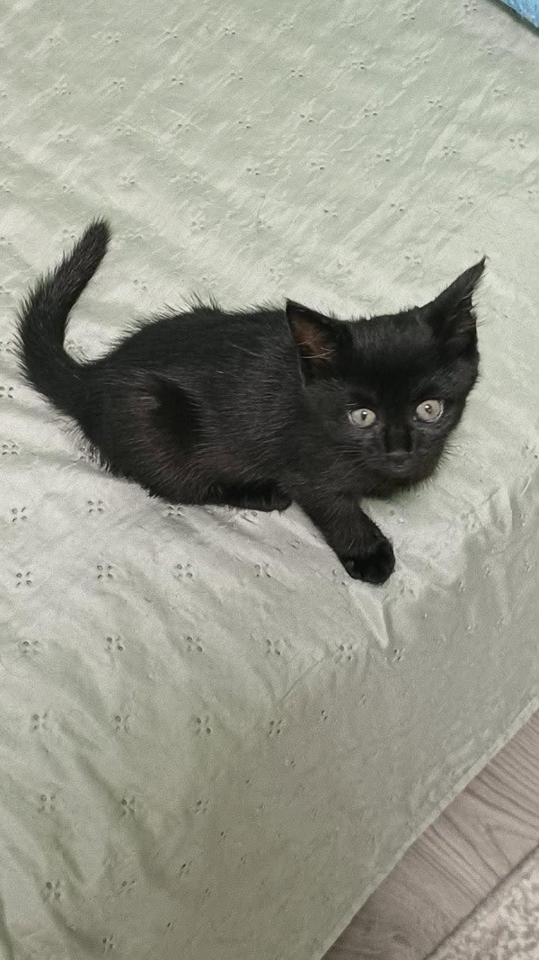 PERAL is eagerly waiting for a home - your new loyal friend from the shelter