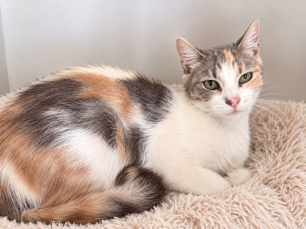 ANNA is eagerly waiting for a home - your new loyal friend from the shelter