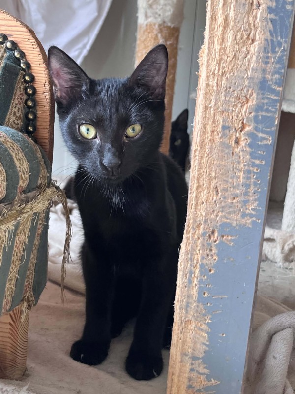 EDGAR is eagerly waiting for a home - your new loyal friend from the shelter