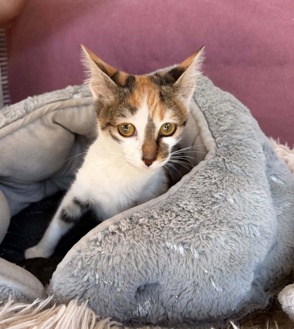LOUISE is eagerly waiting for a home - your new loyal friend from the shelter
