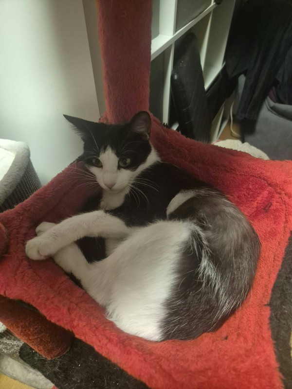 ADELINA is eagerly waiting for a home - your new loyal friend from the shelter