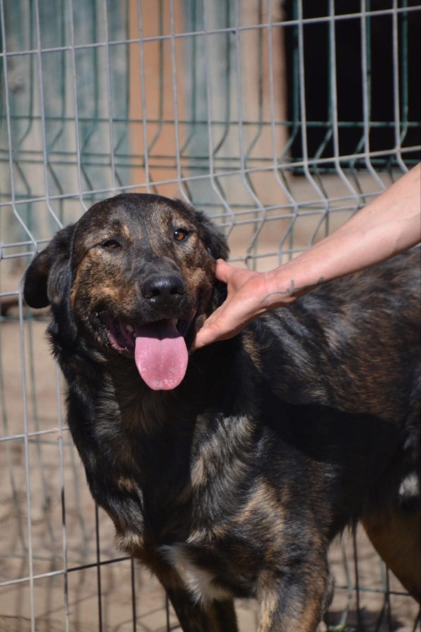 DENIS is eagerly waiting for a home - your new loyal friend from the shelter