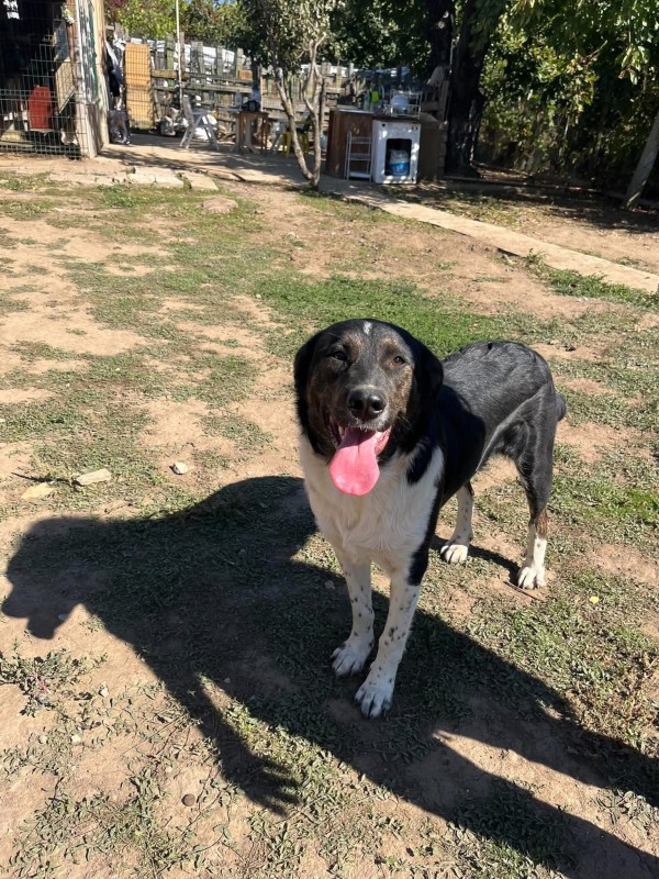 DANDY is eagerly waiting for a home - your new loyal friend from the shelter