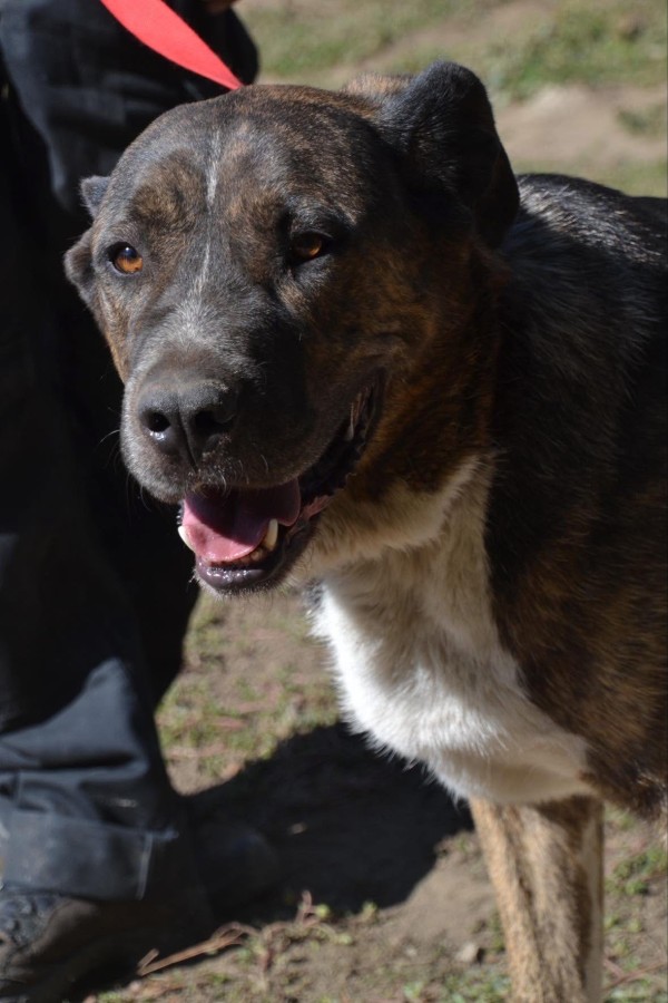 MECHO is eagerly waiting for a home - your new loyal friend from the shelter