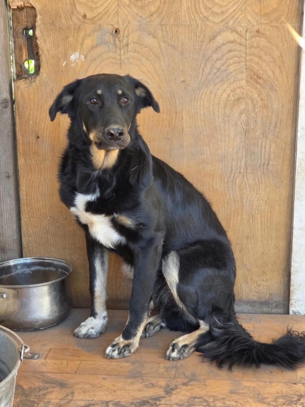 DENIRO is eagerly waiting for a home - your new loyal friend from the shelter