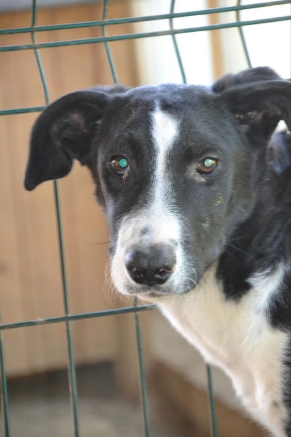 TOAD is eagerly waiting for a home - your new loyal friend from the shelter