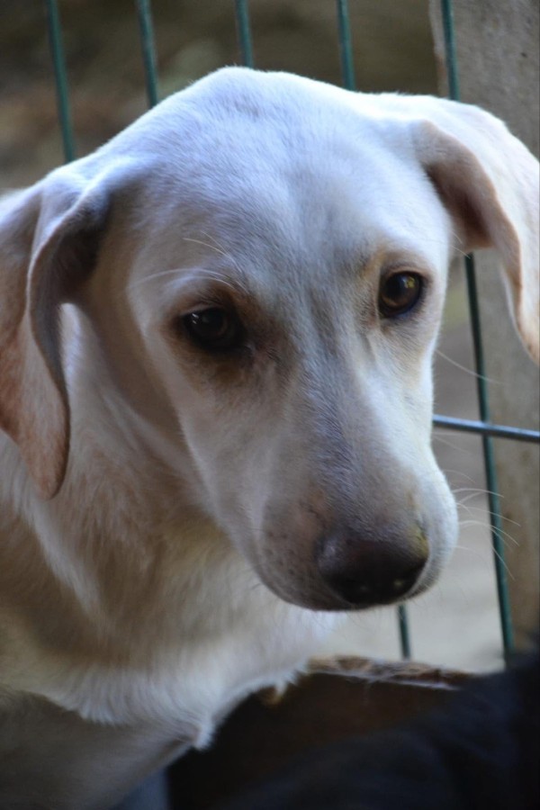 YOSHI is eagerly waiting for a home - your new loyal friend from the shelter