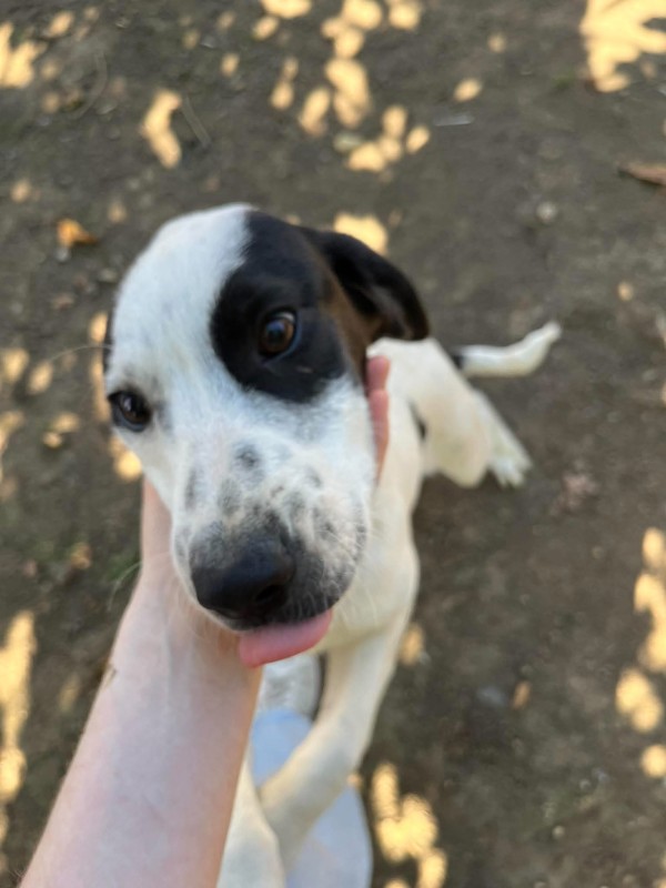 MOCHI is eagerly waiting for a home - your new loyal friend from the shelter