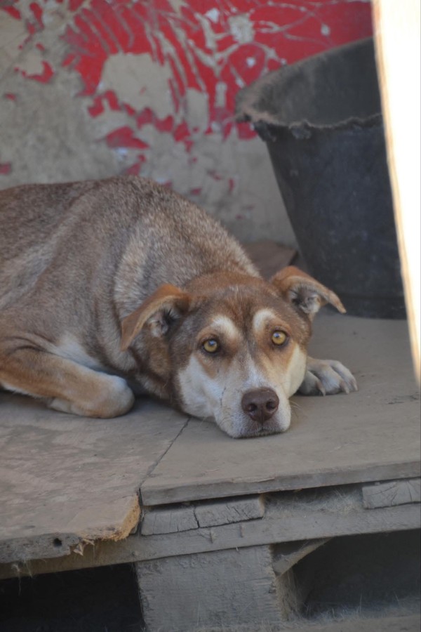 KRIS is eagerly waiting for a home - your new loyal friend from the shelter
