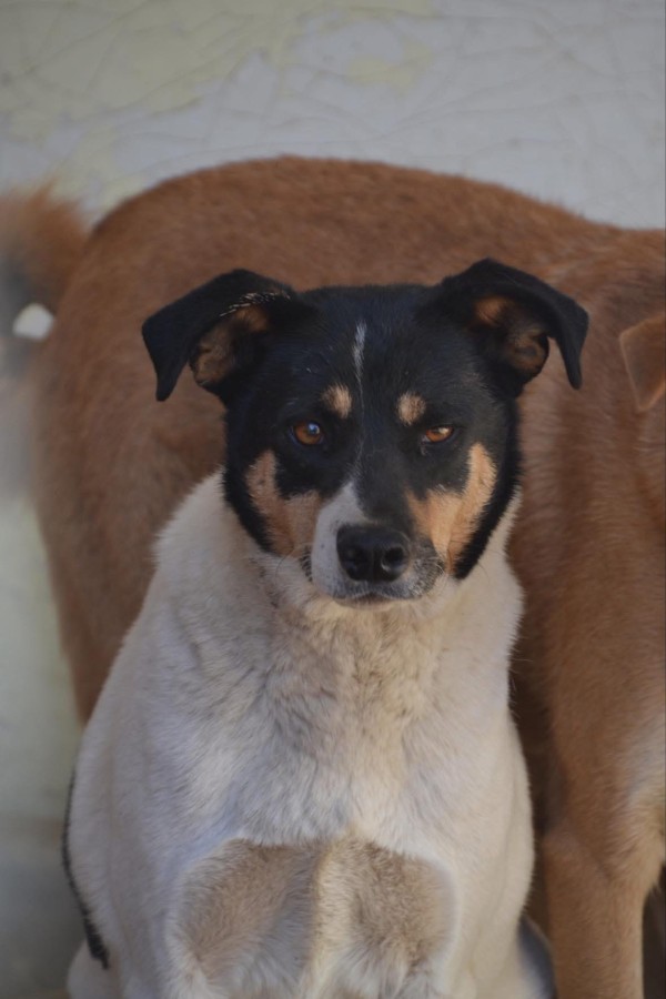 KARI is eagerly waiting for a home - your new loyal friend from the shelter