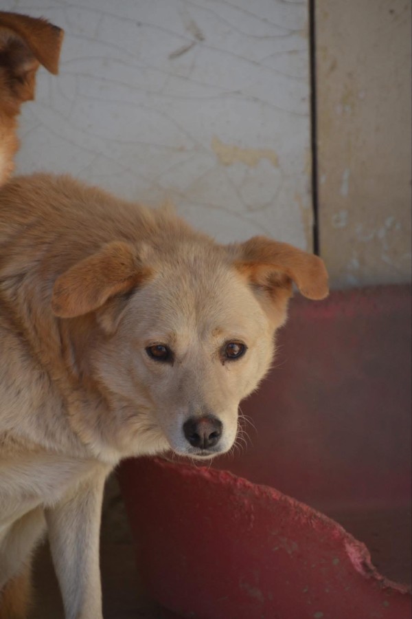 KIARA is eagerly waiting for a home - your new loyal friend from the shelter