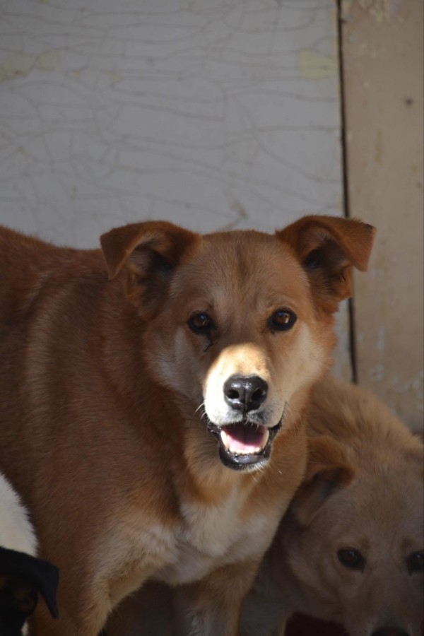 COOPER is eagerly waiting for a home - your new loyal friend from the shelter
