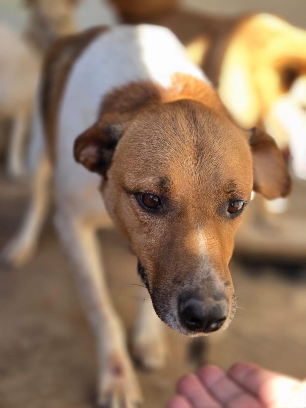 COUNTREY is eagerly waiting for a home - your new loyal friend from the shelter