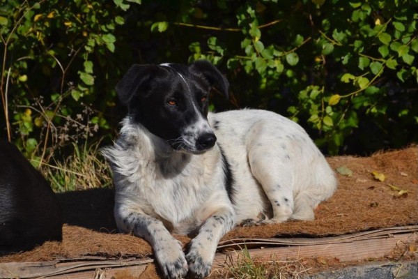 RUFUS is eagerly waiting for a home - your new loyal friend from the shelter