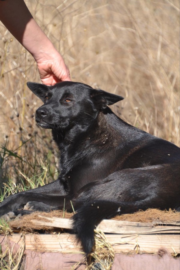 REYNA is eagerly waiting for a home - your new loyal friend from the shelter