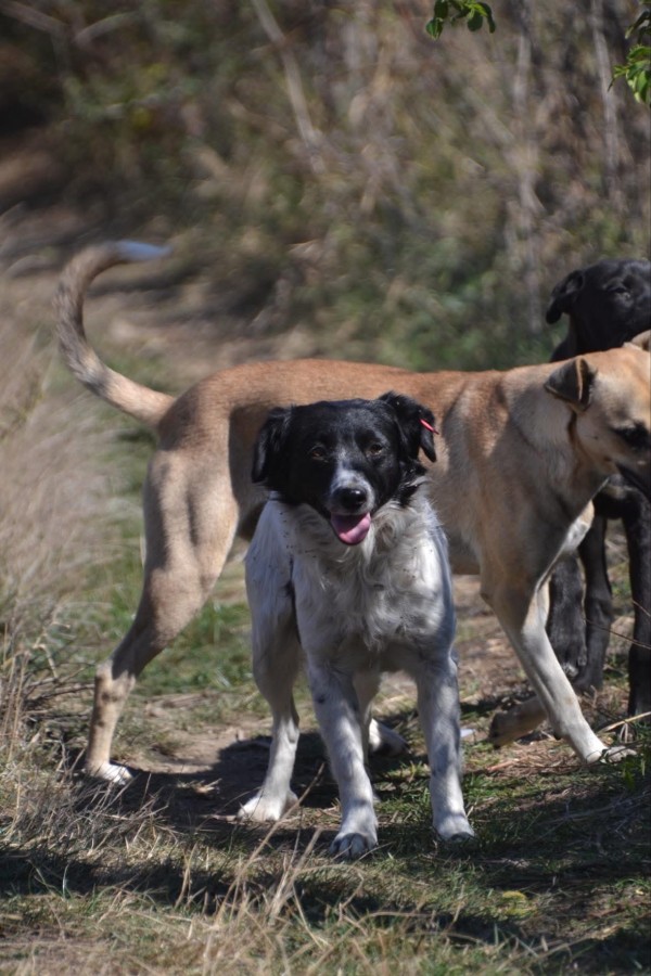 PRINZ is eagerly waiting for a home - your new loyal friend from the shelter
