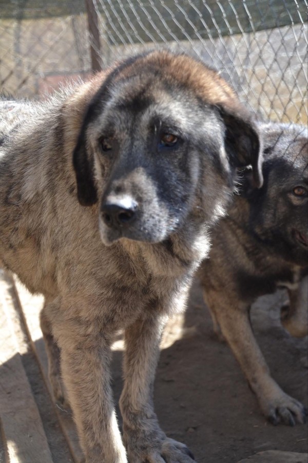 CHRIS is eagerly waiting for a home - your new loyal friend from the shelter