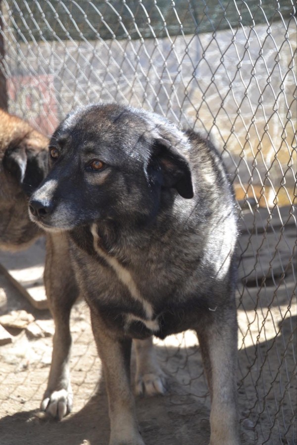 CHLEO is eagerly waiting for a home - your new loyal friend from the shelter
