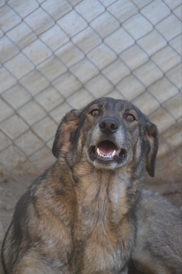 ISKRA is eagerly waiting for a home - your new loyal friend from the shelter