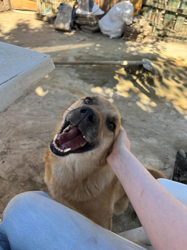RIKO is eagerly waiting for a home - your new loyal friend from the shelter