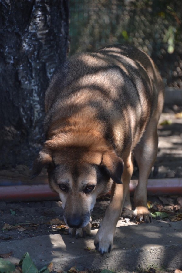 STEFAN is eagerly waiting for a home - your new loyal friend from the shelter