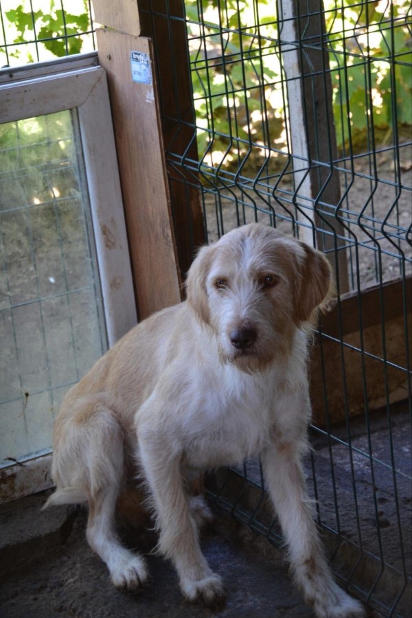 STELLA is eagerly waiting for a home - your new loyal friend from the shelter