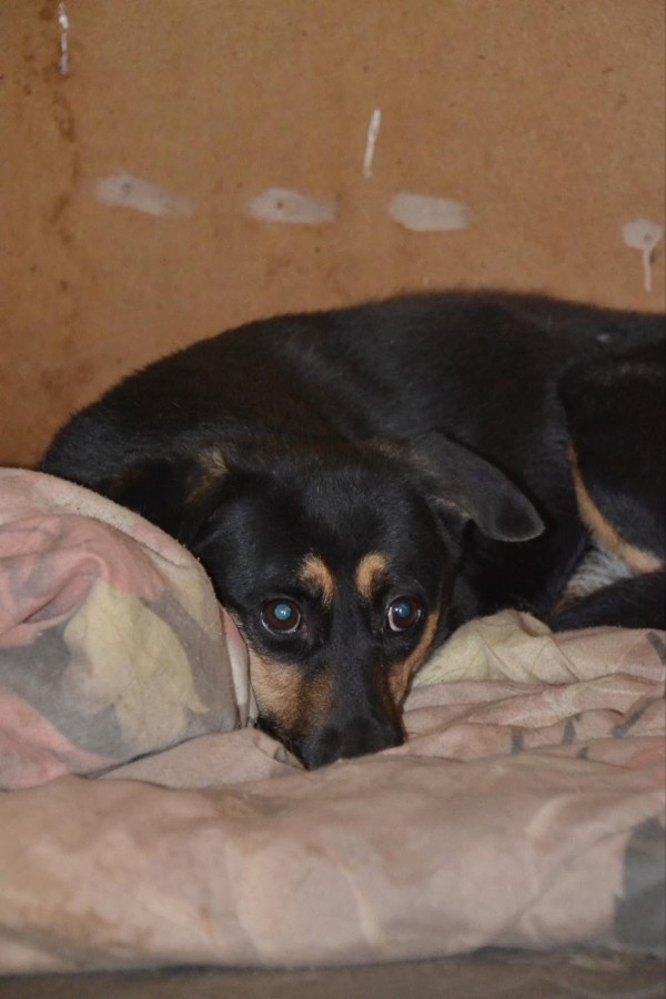 DENISA is eagerly waiting for a home - your new loyal friend from the shelter