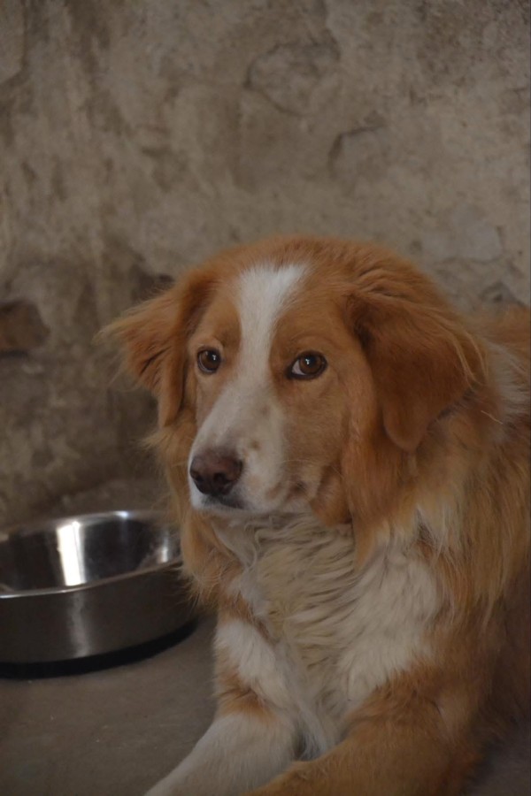 JERRY is eagerly waiting for a home - your new loyal friend from the shelter