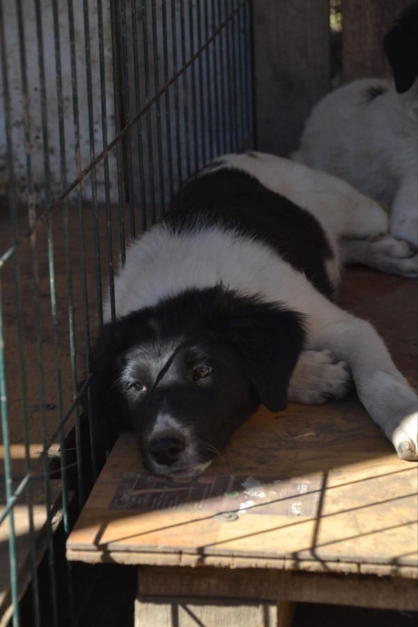 CHEF is eagerly waiting for a home - your new loyal friend from the shelter