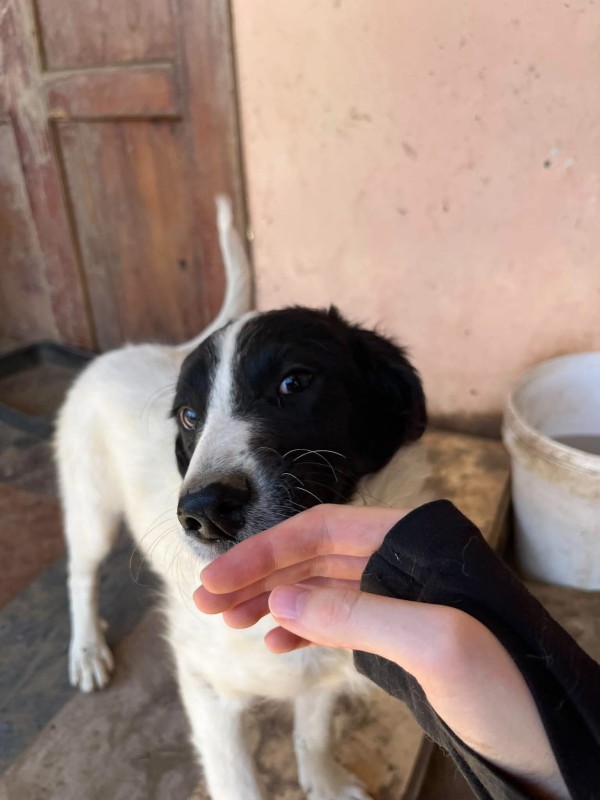 HAPPY is eagerly waiting for a home - your new loyal friend from the shelter