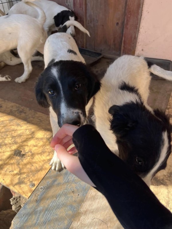 SCHLAFMÜTZ is eagerly waiting for a home - your new loyal friend from the shelter