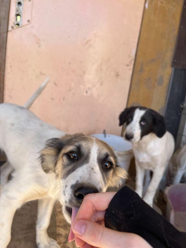 PIMPEL is eagerly waiting for a home - your new loyal friend from the shelter